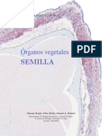 Organos Vegetales - Semilla