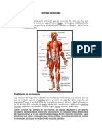 Sistema Muscular