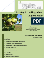 Plantação Nogueiras