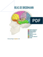 Areas de Brodmann