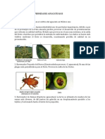 Clasificación de Enfermedades Aguacate Hass