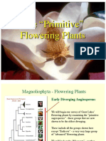 The "Primitive" Flowering Plants