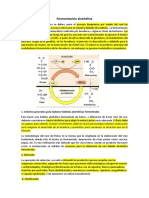 Fermentación Alcohólica