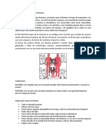 Puntos Vitales en El Cuerpo Humano