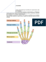 Carpo, Metacarpo y Falanges