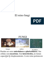 6 Reino Fungi