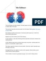 Anatomy of The Kidneys