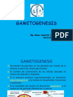 Gametogenesis