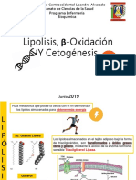 Seminaro de B-Oxidacion