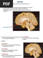 Anatomy of The Limbic System