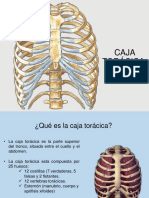 Caja Toracica 170319043057