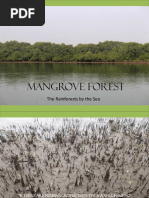 Mangrove Forest: The Rainforests by The Sea