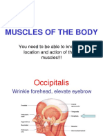 Muscles of The Body: You Need To Be Able To Know The Location and Action of These Muscles!!!