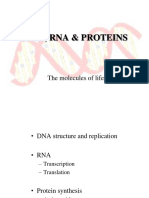 DNA Replication and Protein Synthesis