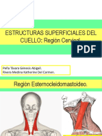 Estructuras Superficiales Del Cuello