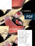 Anatomia de La Cadera