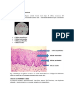 Células Escamosas Del Exocérvix