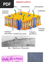Membrana Plasmática e Transportes