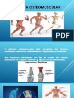 Sexposicion ISTEMA OSTEOMUSCULAR