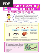 Sistema Nervioso para Quinto de Primaria