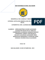 Desarrollo de Maxila y Mandibula