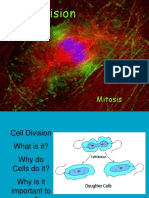 Cell Division: Mitosis