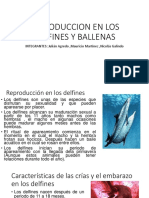 Reproduccion en Los Delfines y Ballenas-1