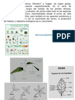 Introduccion Dendrologia