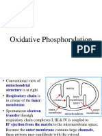 Oxidative Phosphorylation