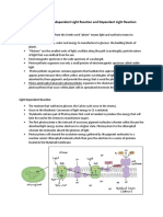 Photosynthesis, Light Dependent, and Light Independent