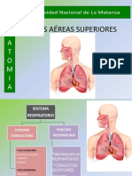 13 Vias Aereas Superiores Anatomia e Histologia