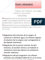 Anatomia Del Sistema Urinario