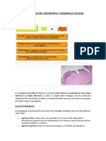 Metaplasia D - A