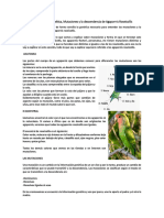 Explicación de Genética, Mutaciones y La Descendencia de Agapornis Roseicollis PDF