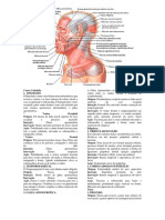 Anatomia Face