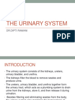 The Urinary System