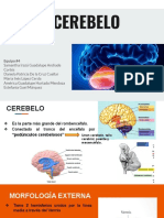 Cerebelo Equipo 4 Ayfi 2019