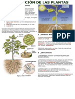 Nutrición en Plantas