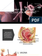 Anatomia Del Sistema Reproductor Femenino