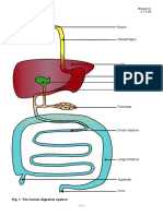 IB HL Biology Notes: Digestion