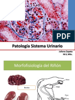 Copia de Patología Sistema Urinario