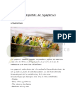 Las Especies de Agapornis PDF