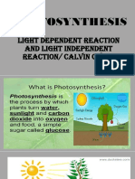 Photosynthesis: Light Dependent Reaction and Light Independent Reaction/ Calvin Cycle