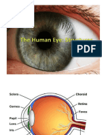 The Human Eye PowerPoint