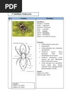 Laporan Referensi KH (Subfilum Chelicerata 2)