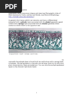 Dicot Monocot Leaves