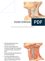 Plexo Cervical