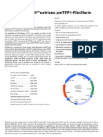 pmTFP1 Fibrillarin