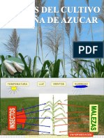 3 - Clase Ent. Aplic. - Plagas de Caña de Azucar