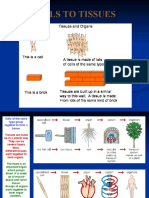 Cell Theory